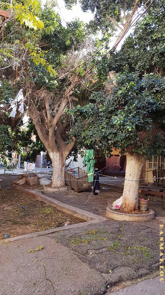 ORAN ECOLE PASTEUR QUI EST SQUATTEE (9).jpg